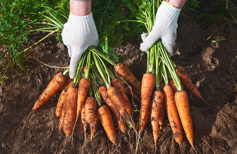 Möhren richtig lagern - Bild 1
